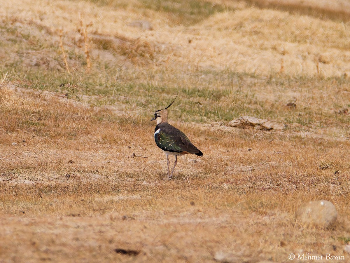 Northern Lapwing - ML646198019