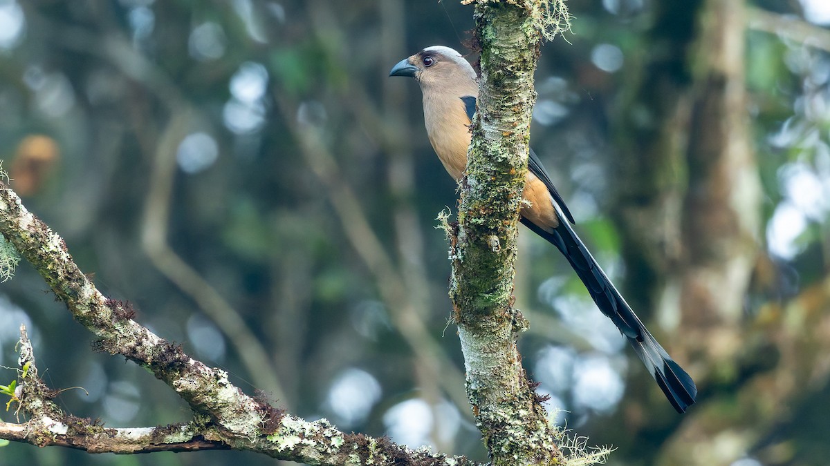 Bornean Treepie - ML646198020