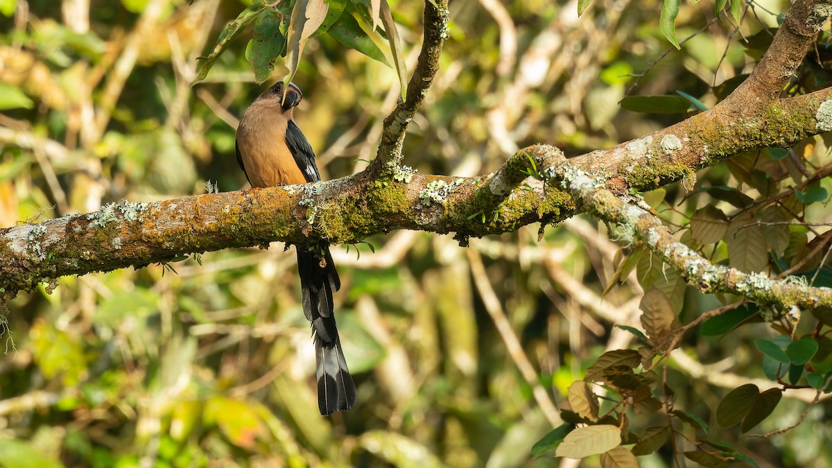 Bornean Treepie - ML646198021