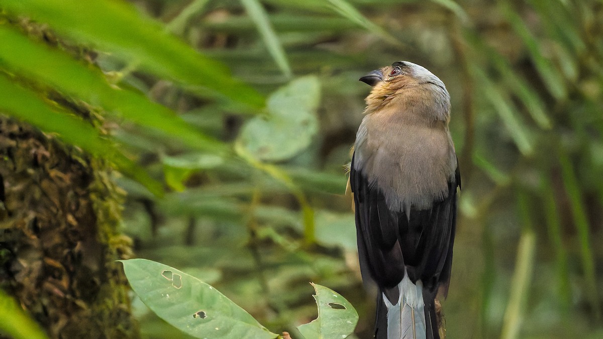 Bornean Treepie - ML646198022