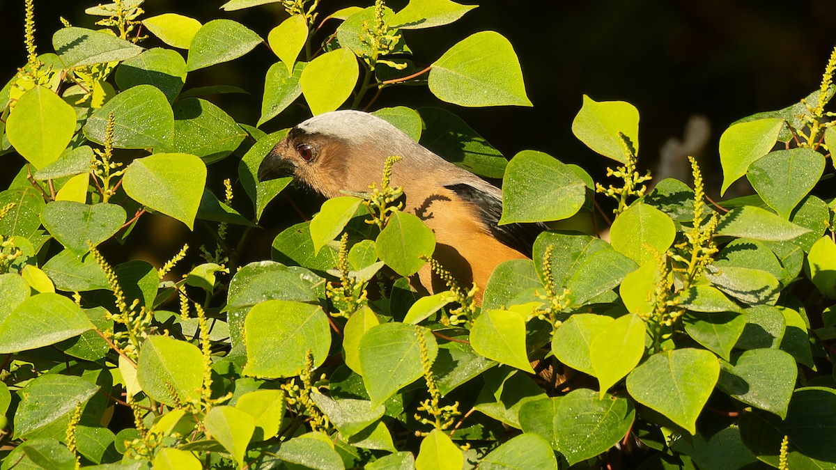Bornean Treepie - ML646198023
