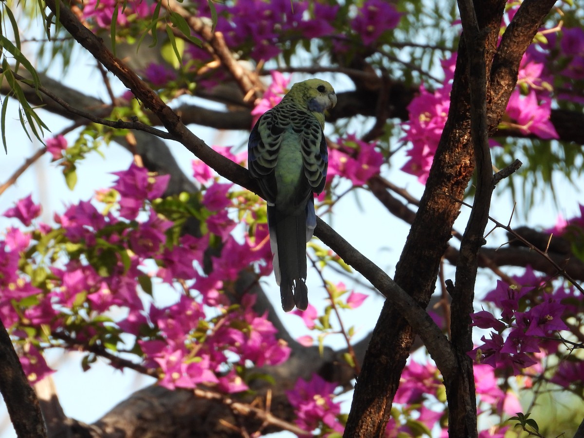 Pale-headed Rosella - ML646198024
