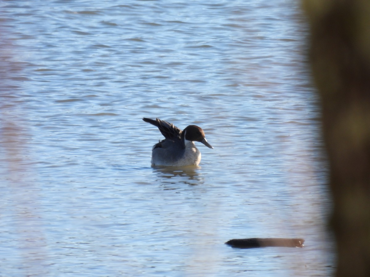 Ahate buztanluzea - ML646198027