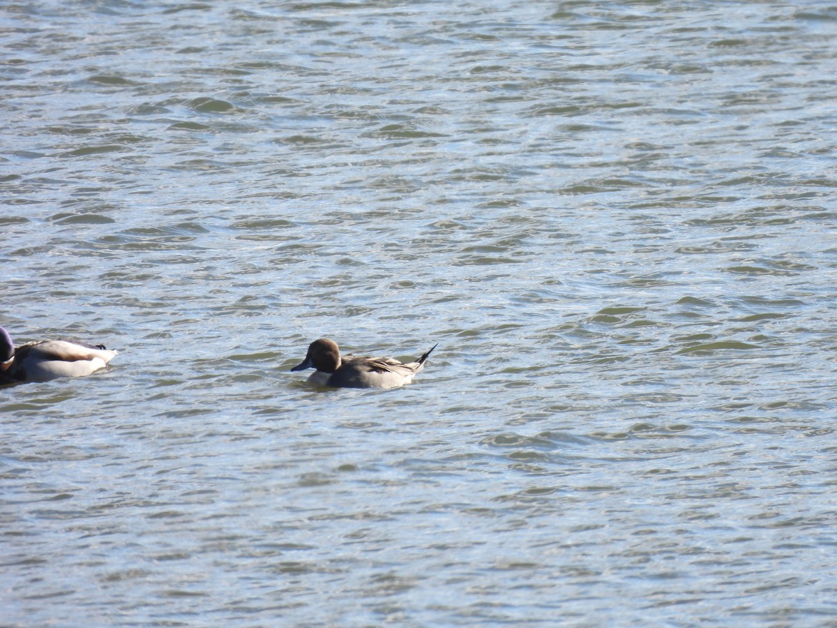 Ahate buztanluzea - ML646198028