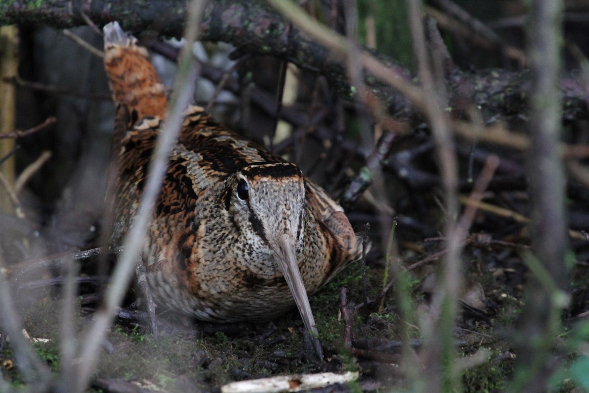 Eurasian Woodcock - ML646198030