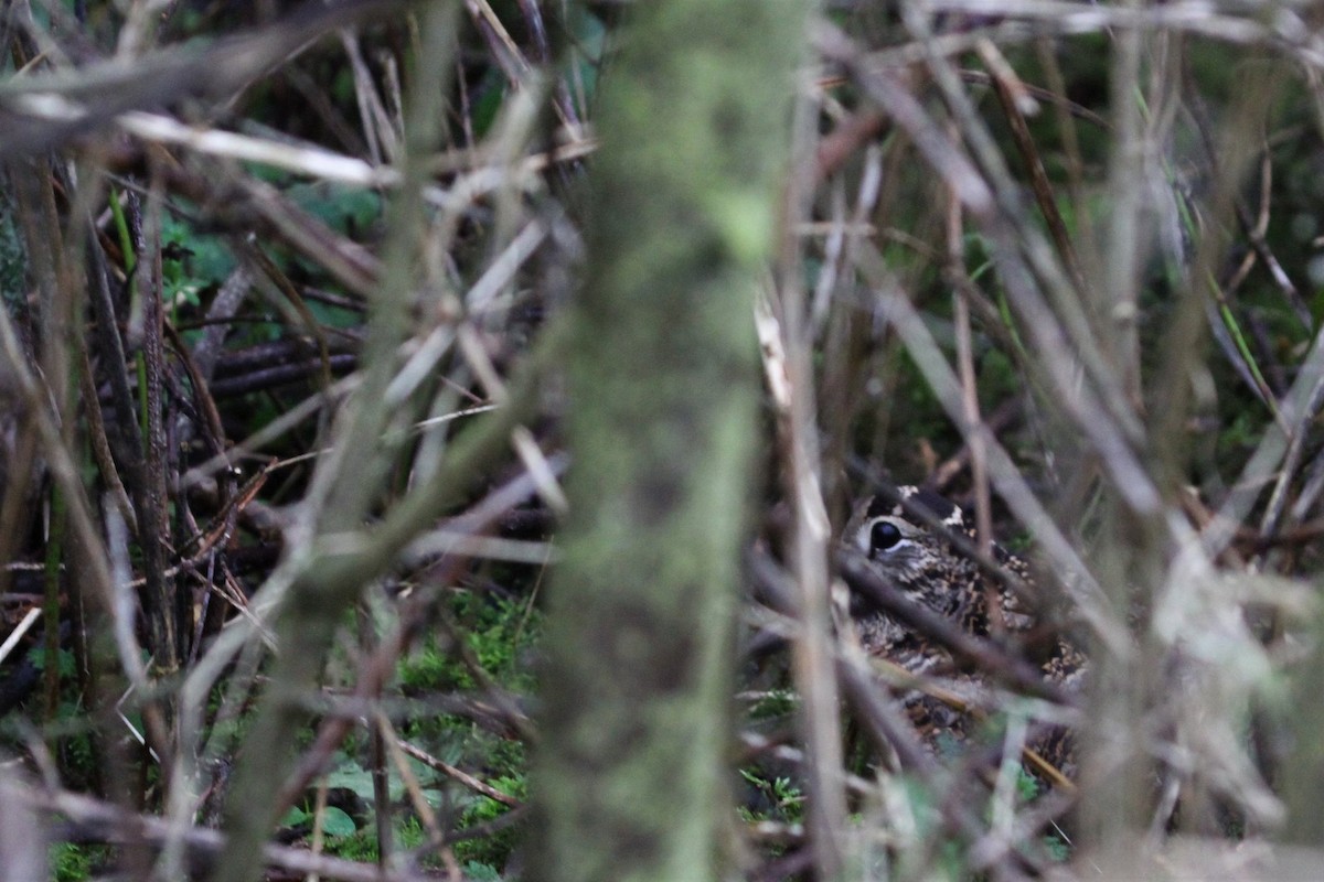 Eurasian Woodcock - ML646198031