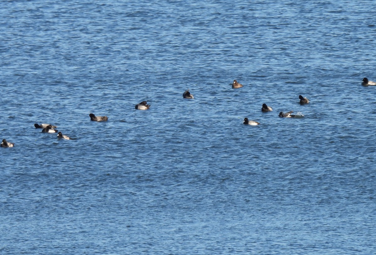 Murgilari handia/txikia - ML646198037