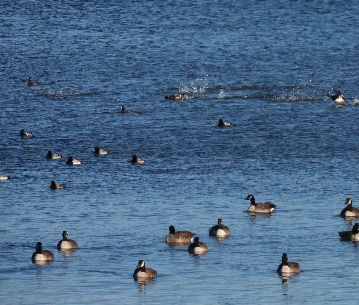 Murgilari handia/txikia - ML646198038