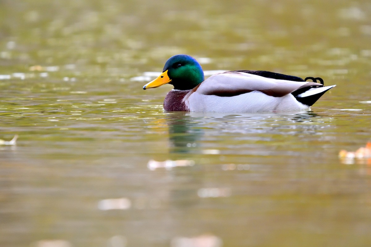 Germano reale - ML646198045