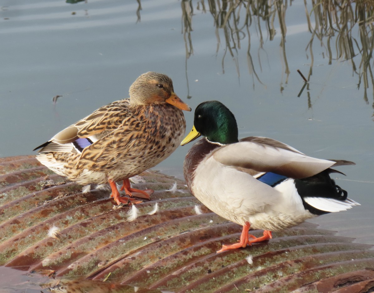 Mallard - ML646198051