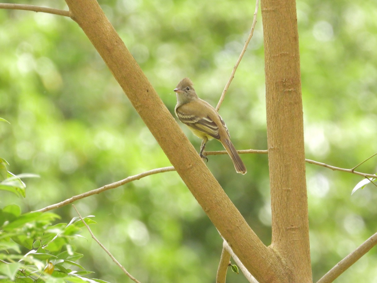 Желтобрюхая эления - ML646198057