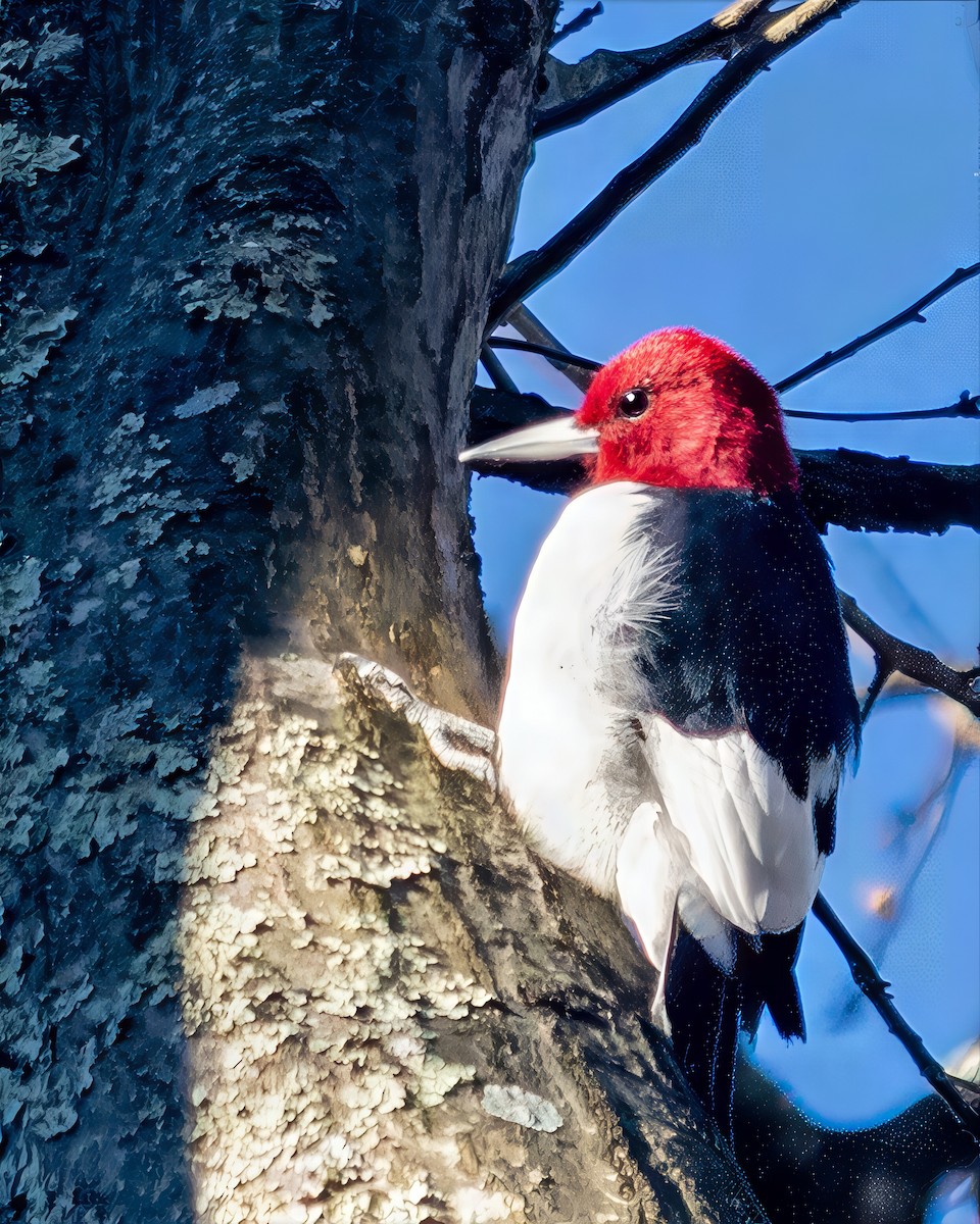 Red-headed Woodpecker - ML646198061