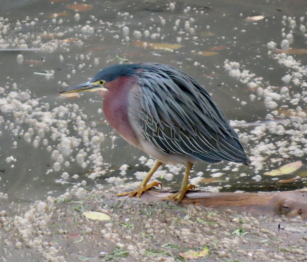 Green Heron - ML646198063