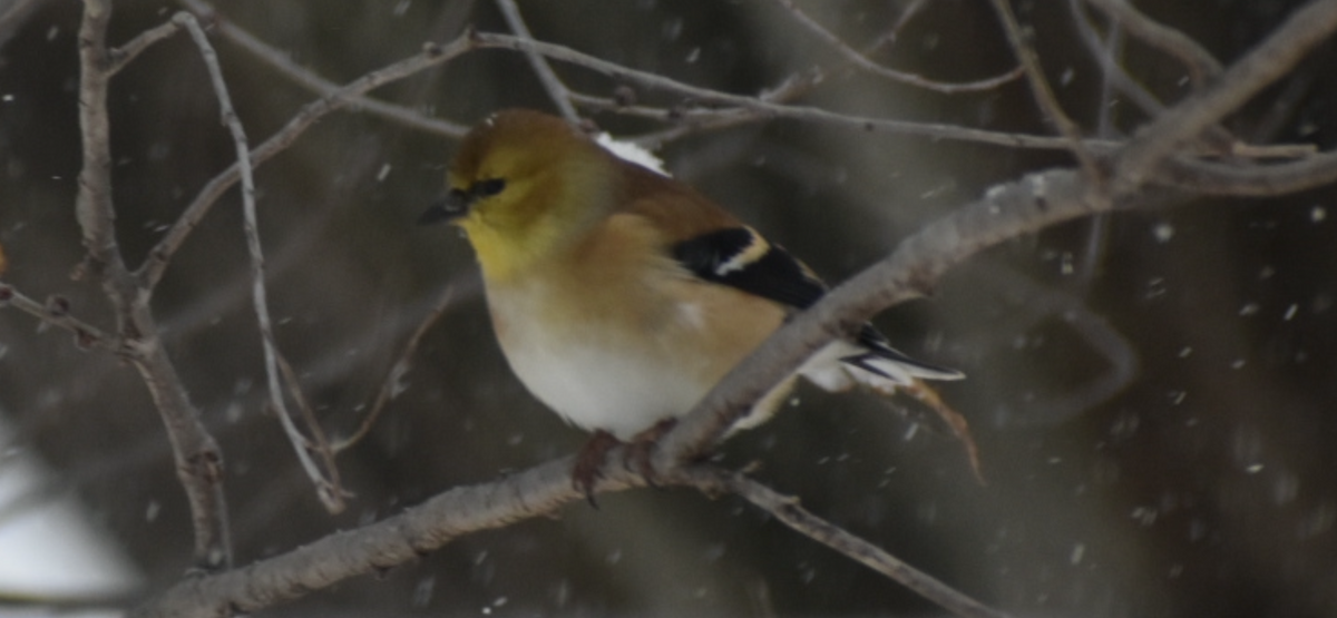American Goldfinch - ML646198065