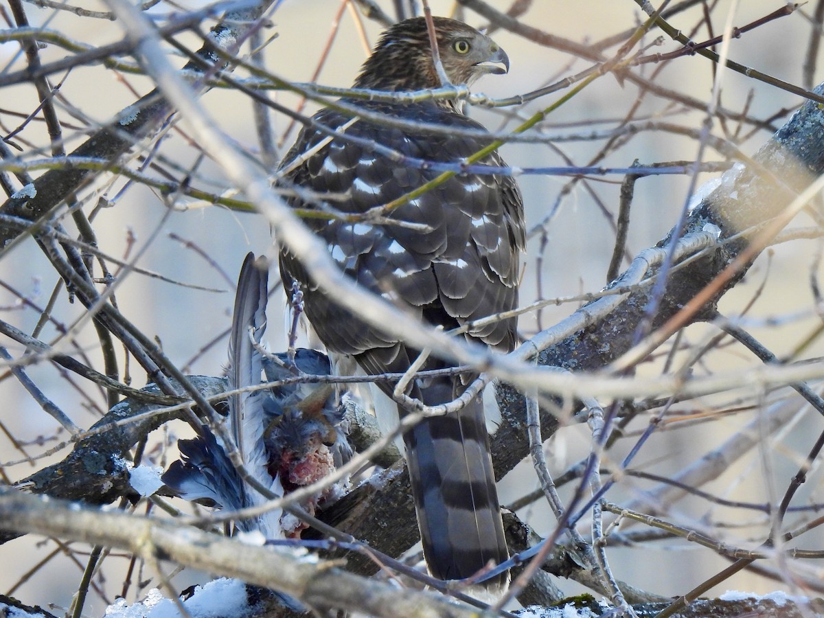 Cooper's Hawk - ML646198066