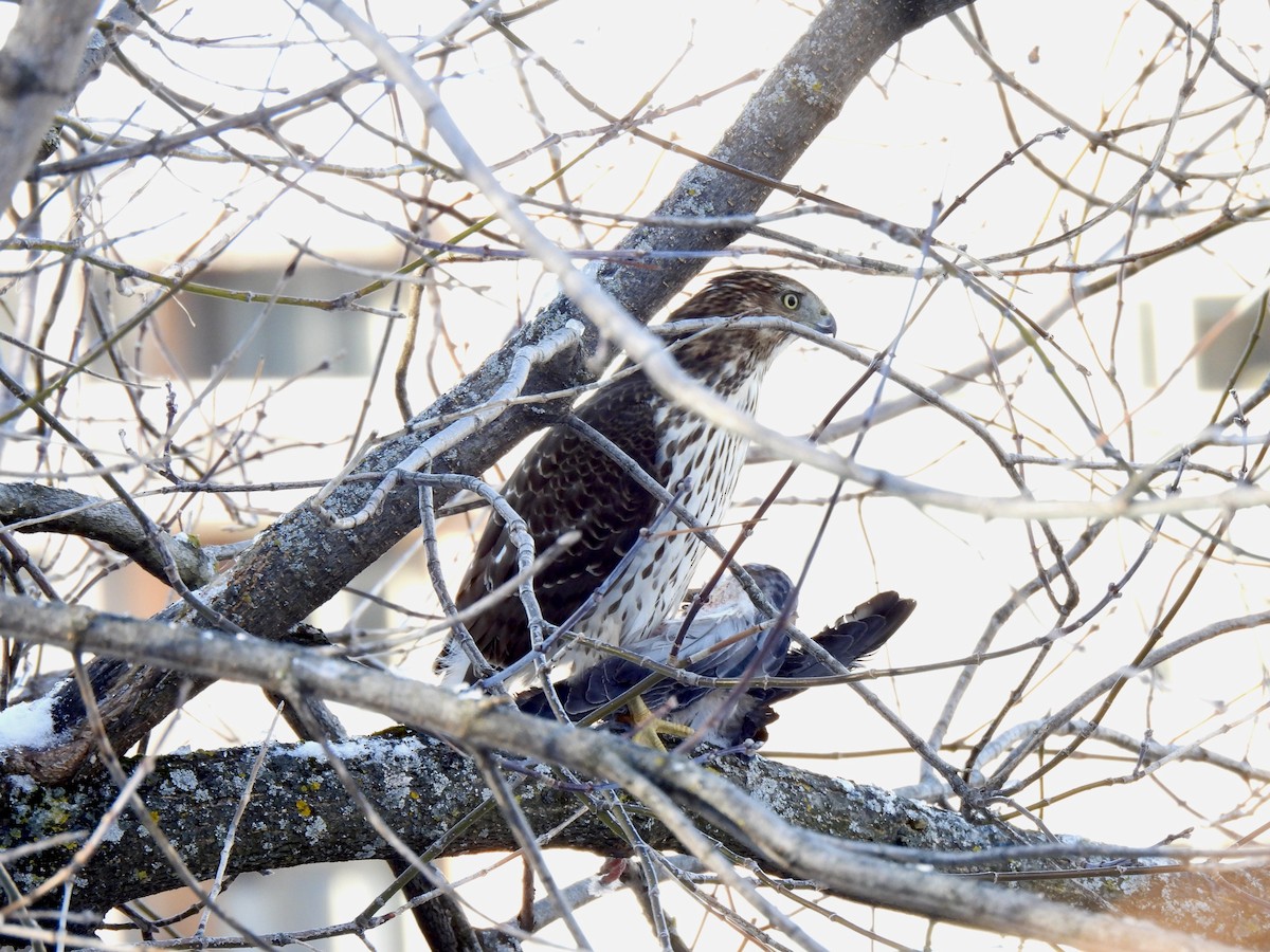 Cooper's Hawk - ML646198068