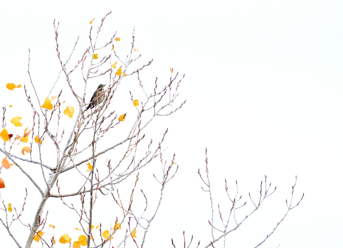 Tordo sassello - ML646198069