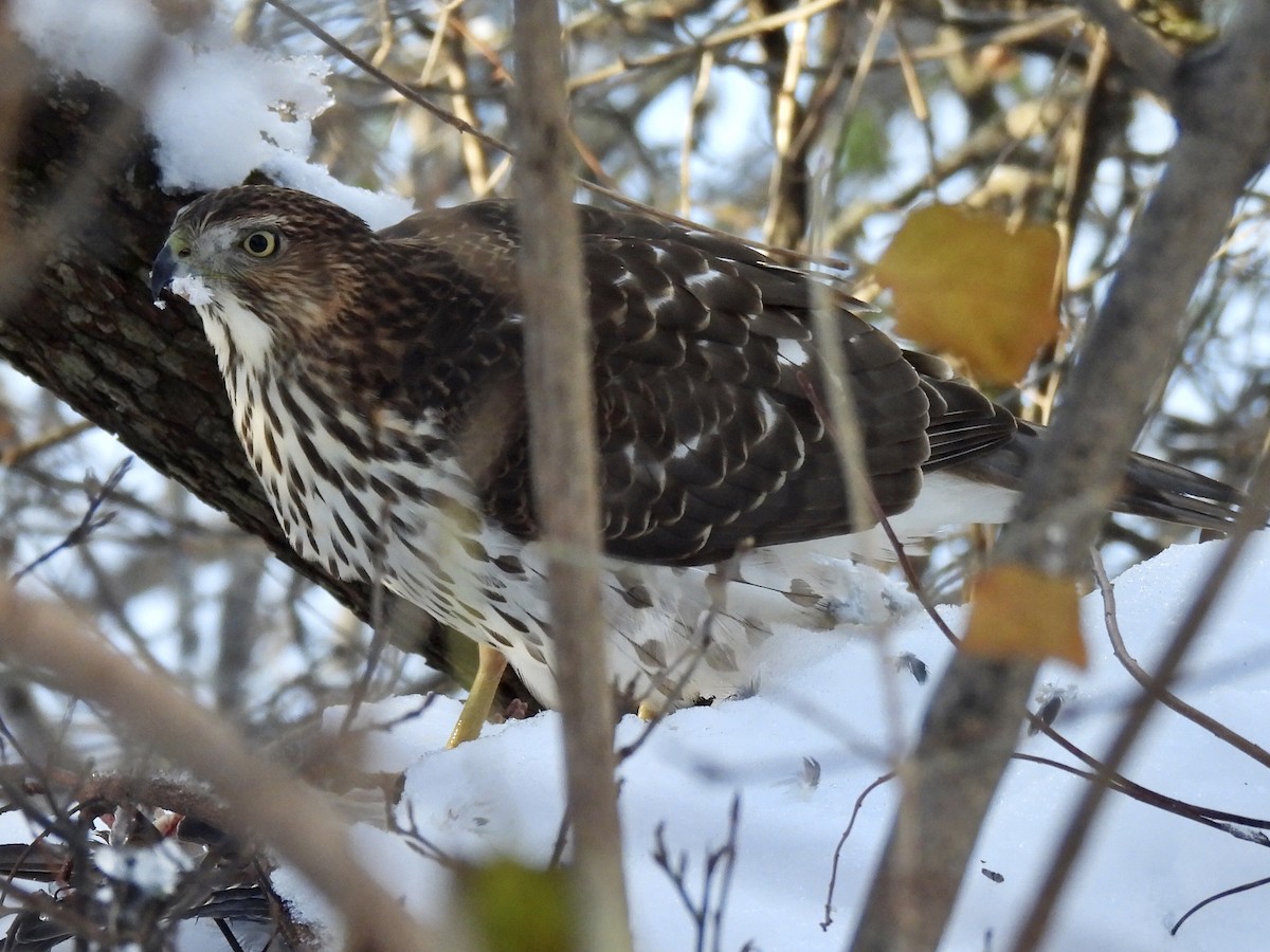 Cooper's Hawk - ML646198070