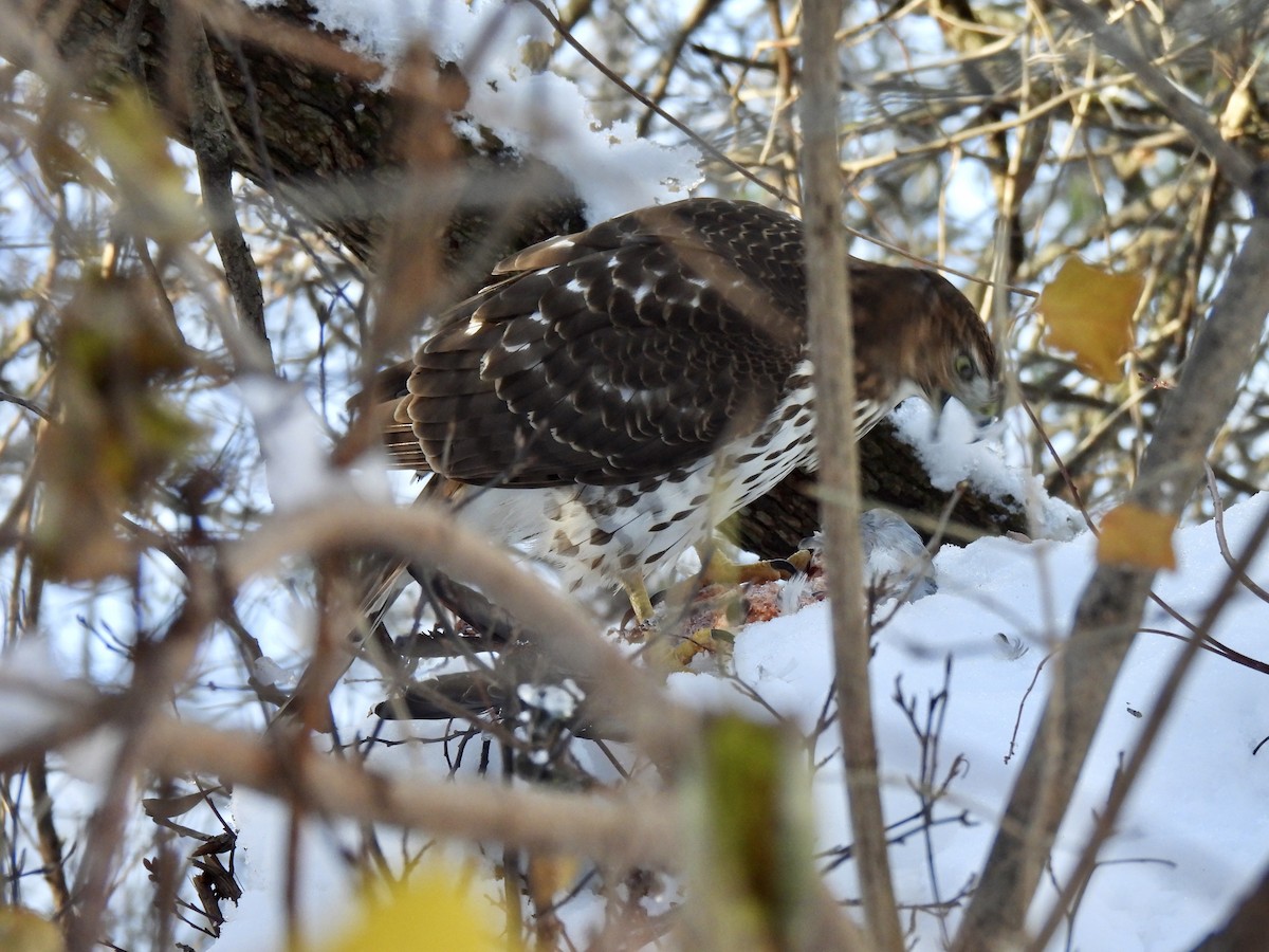 Cooper's Hawk - ML646198073
