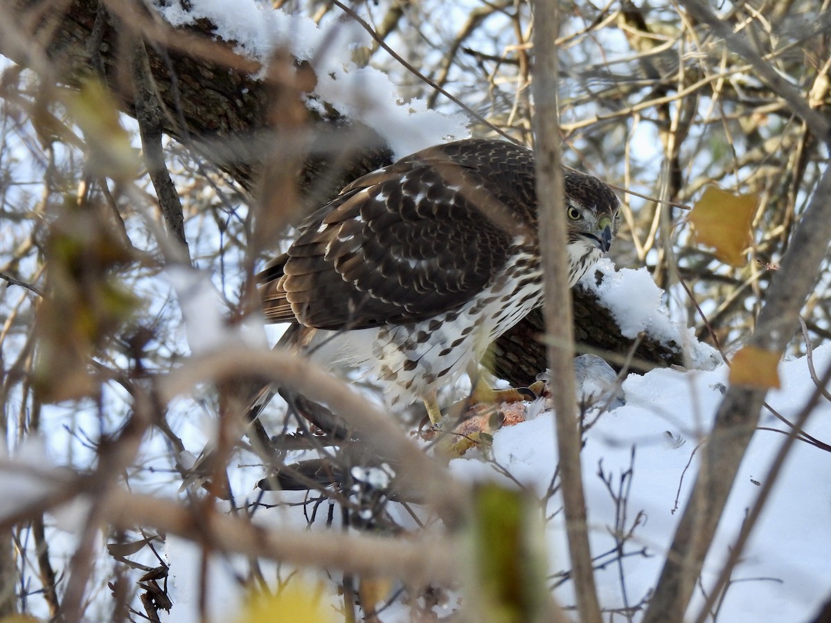 Cooper's Hawk - ML646198075