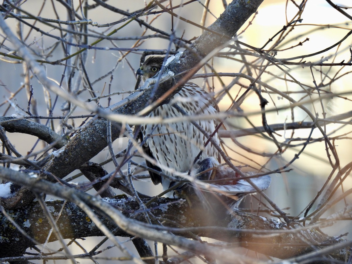 Cooper's Hawk - ML646198076