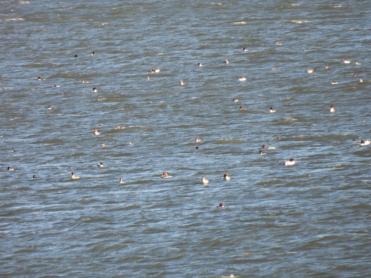 Common Merganser - ML646198077