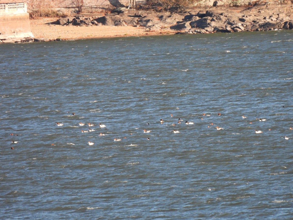 Common Merganser - ML646198078