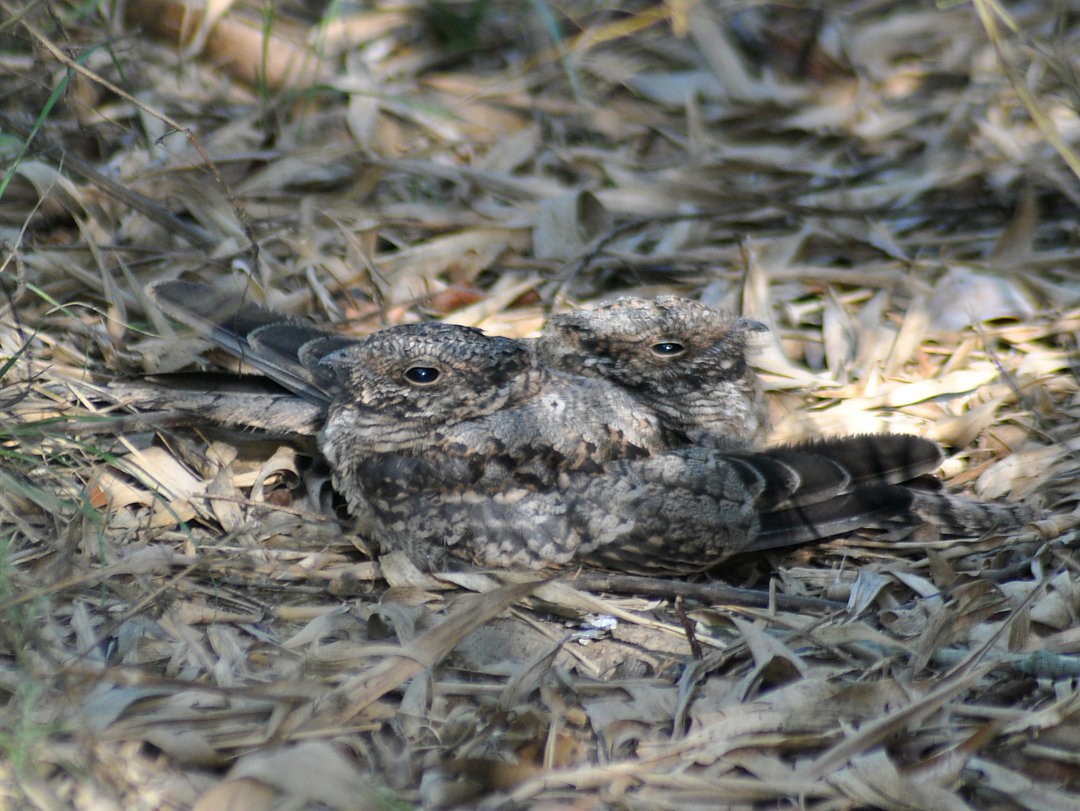 lelek nůžkoocasý - ML646198081