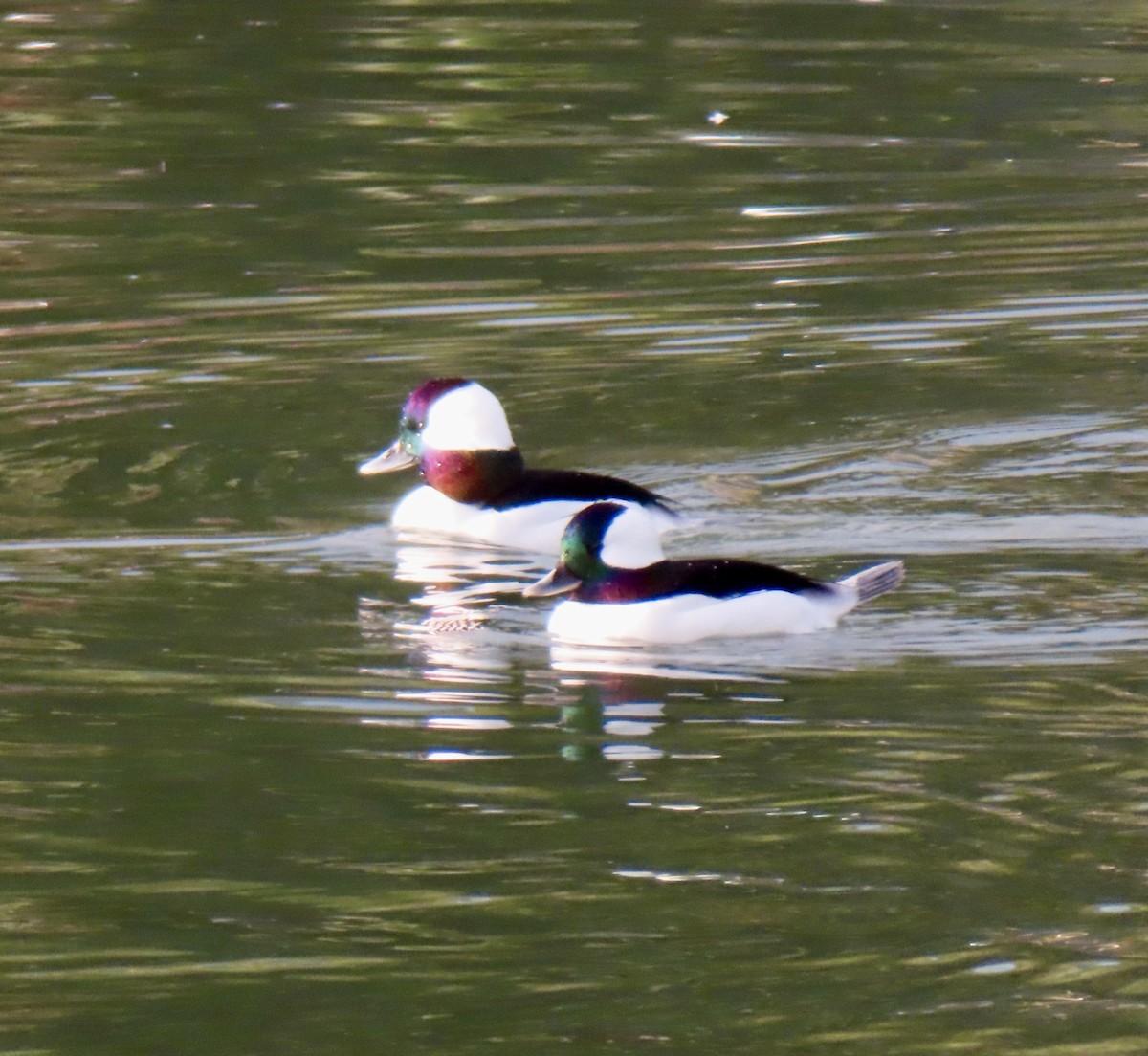 Bufflehead - ML646198082