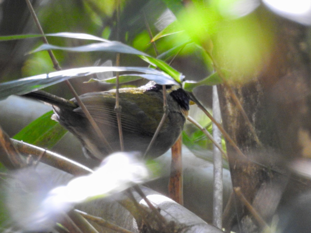 Saffron-billed Sparrow (Saffron-billed) - ML646198085