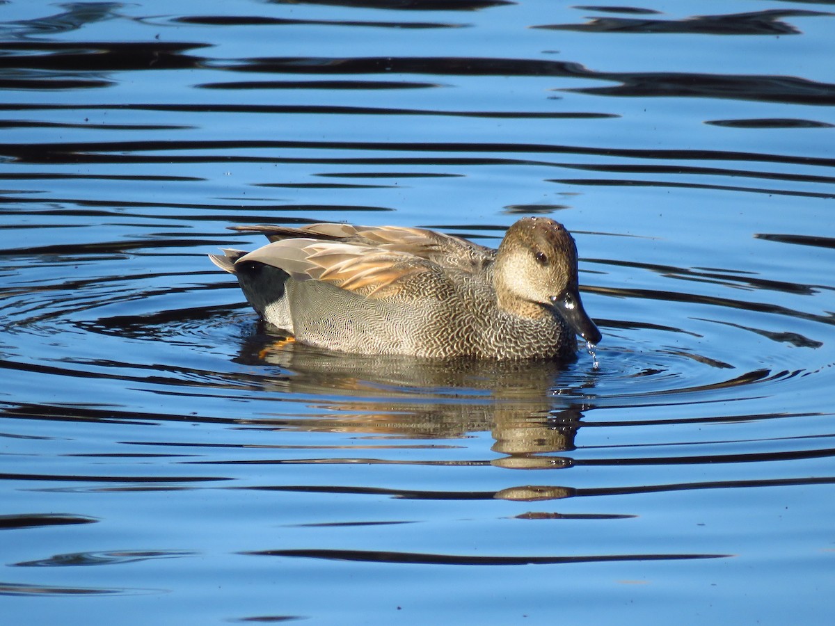 Ipar-ahatea - ML646198088