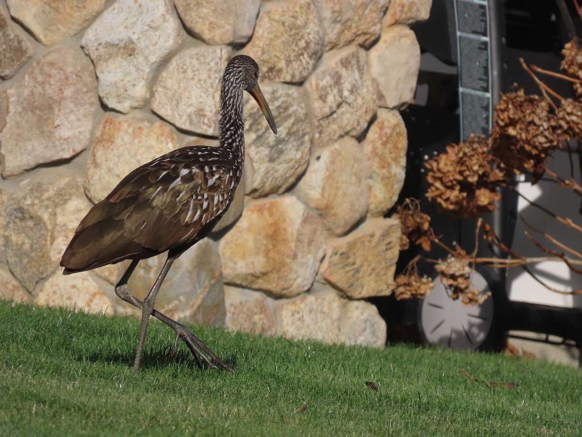 Limpkin (Speckled) - ML646198090