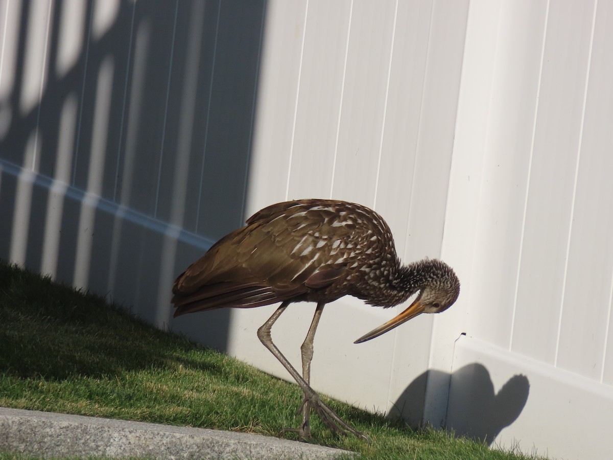 Limpkin (Speckled) - ML646198091