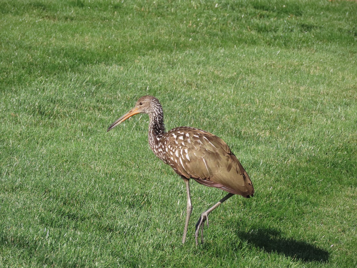 Limpkin (Speckled) - ML646198093