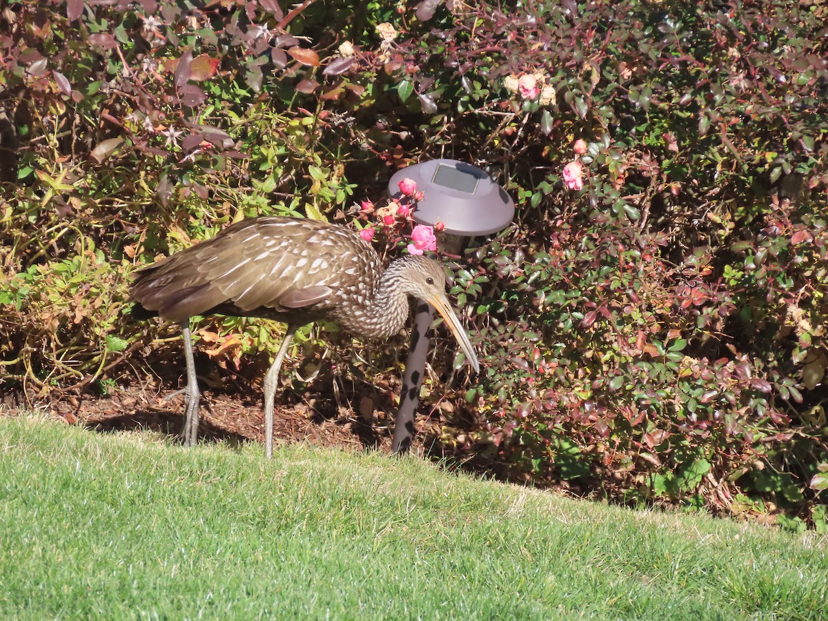 Limpkin (Speckled) - ML646198094