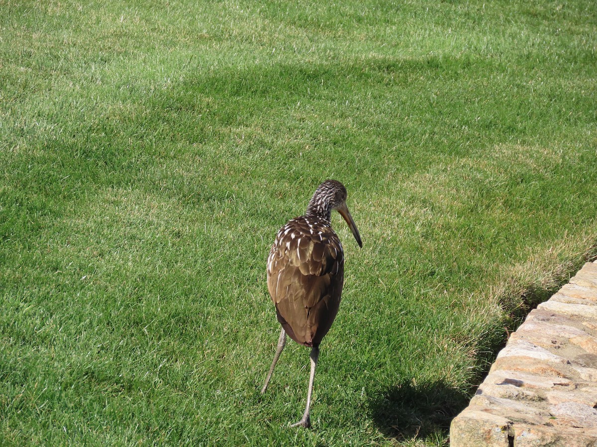 Limpkin (Speckled) - ML646198095
