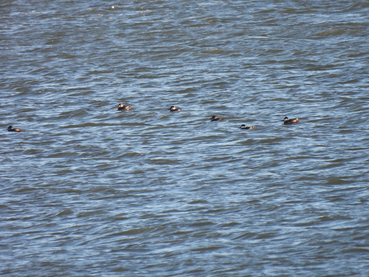 Ruddy Duck - ML646198100