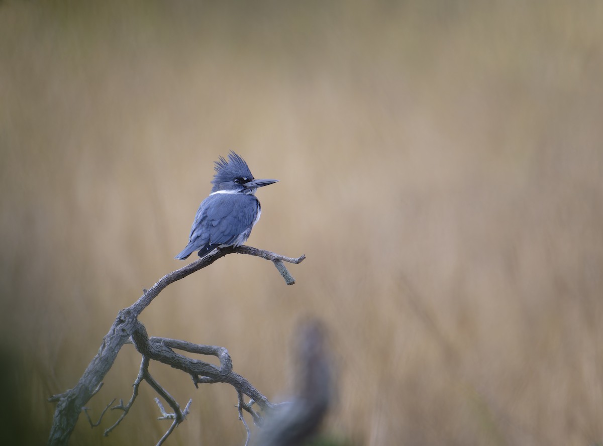 Belted Kingfisher - ML646198101