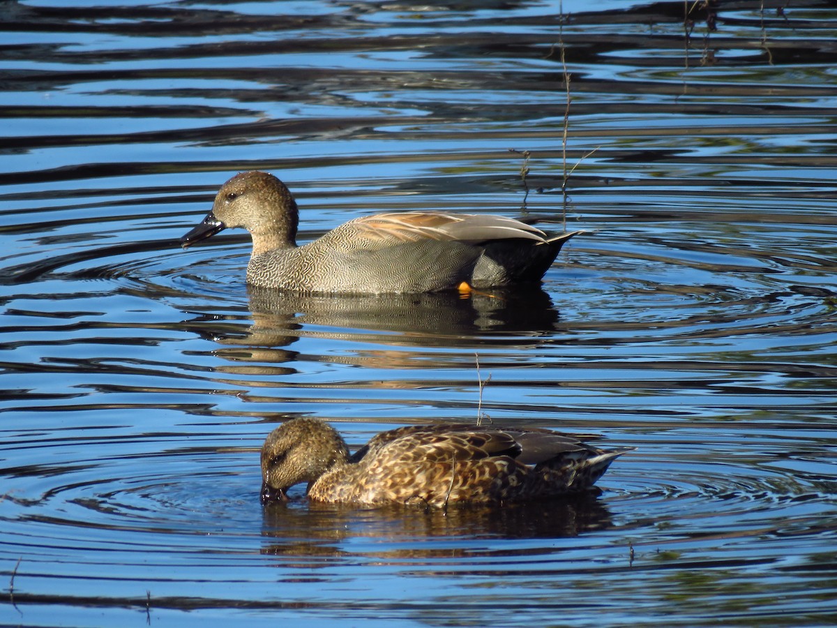 Ipar-ahatea - ML646198103