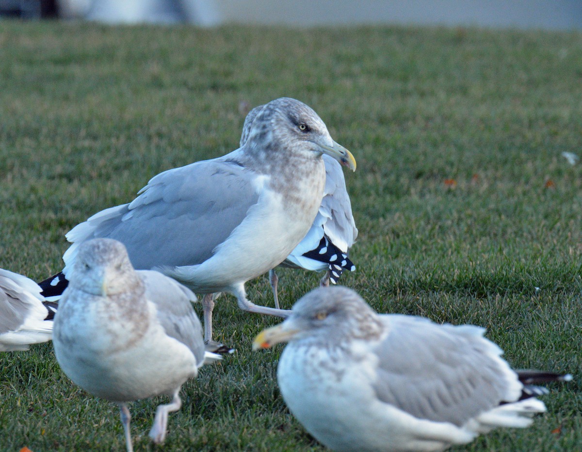 Kaio hauskara amerikarra - ML646198106
