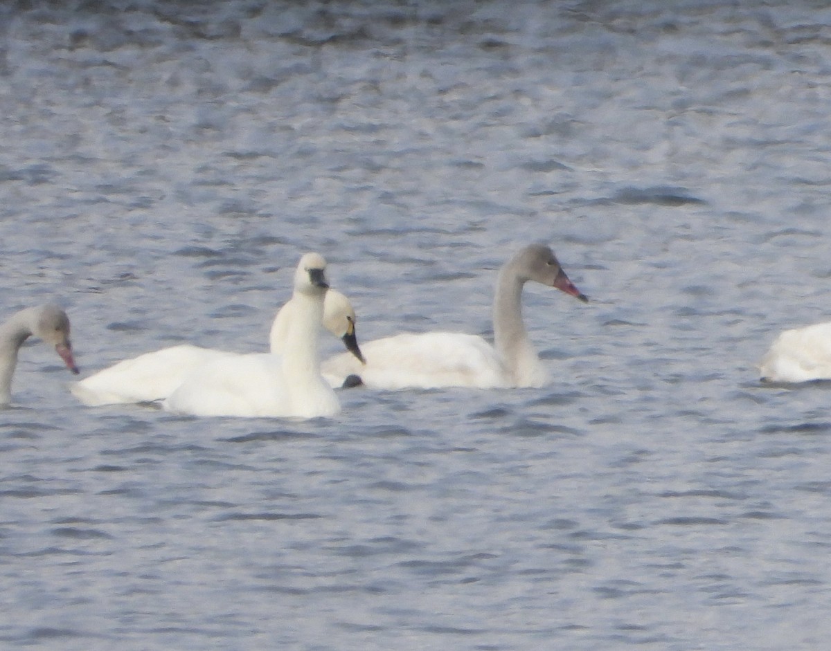 Tundra Swan - ML646198107