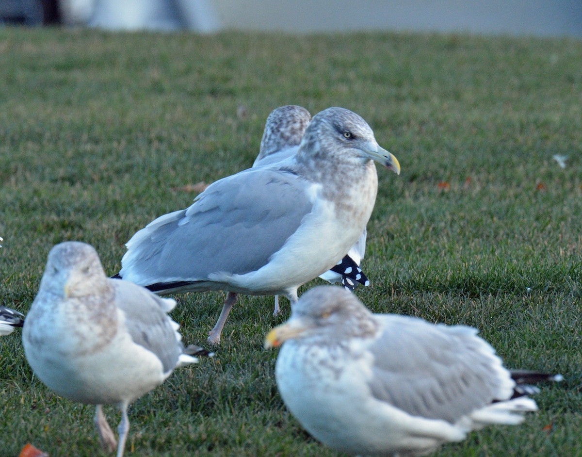 Kaio hauskara amerikarra - ML646198108