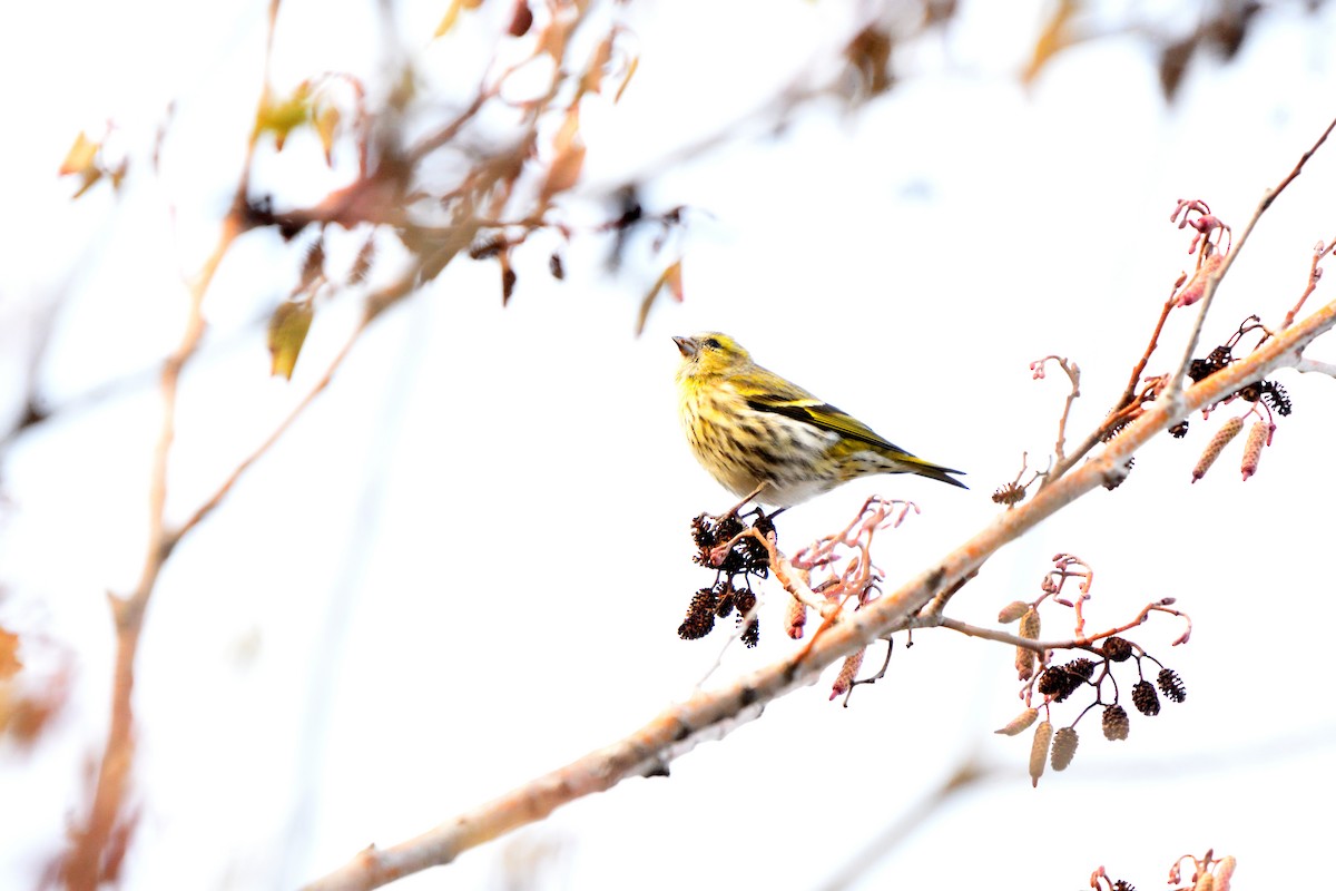 Lucherino - ML646198109