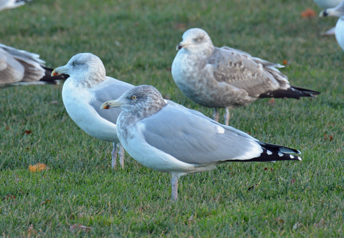 Kaio hauskara amerikarra - ML646198111