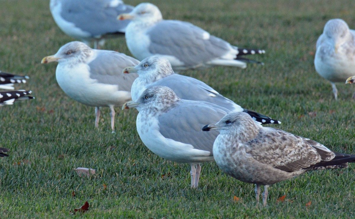 Kaio hauskara amerikarra - ML646198112