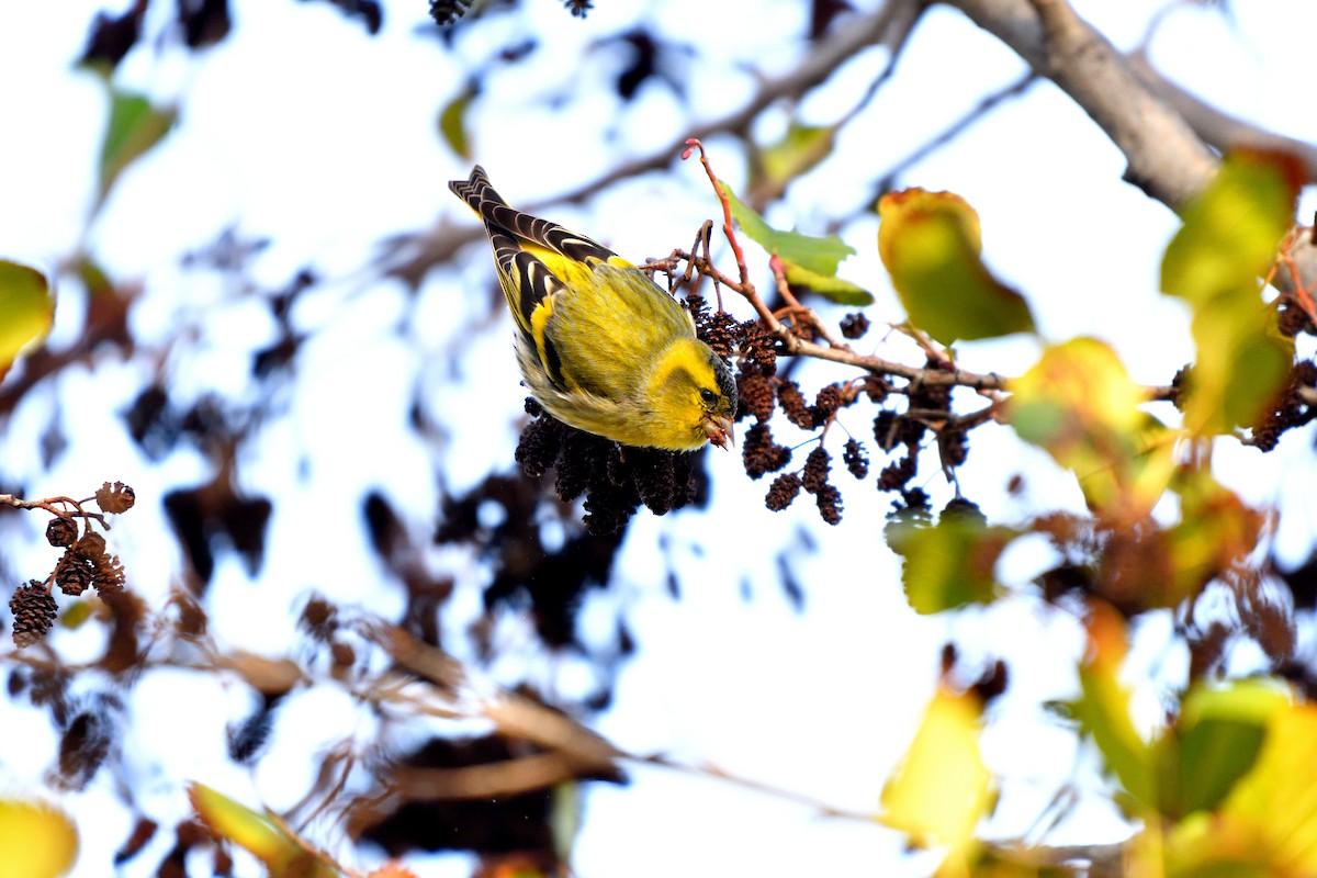 Lucherino - ML646198113