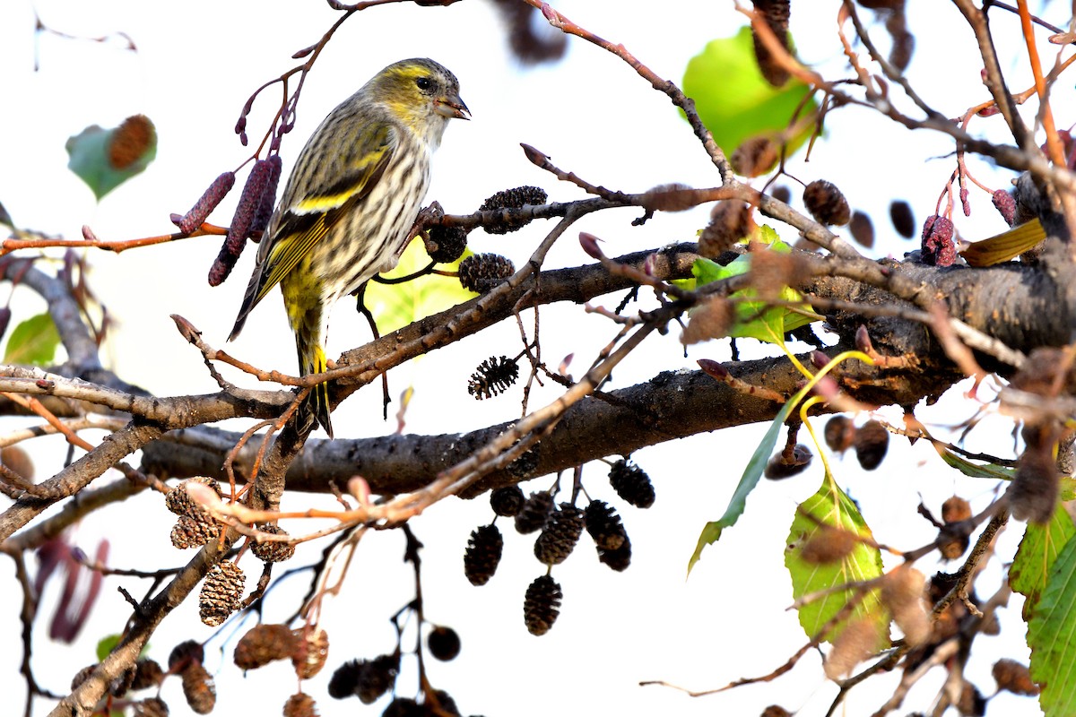 Lucherino - ML646198114