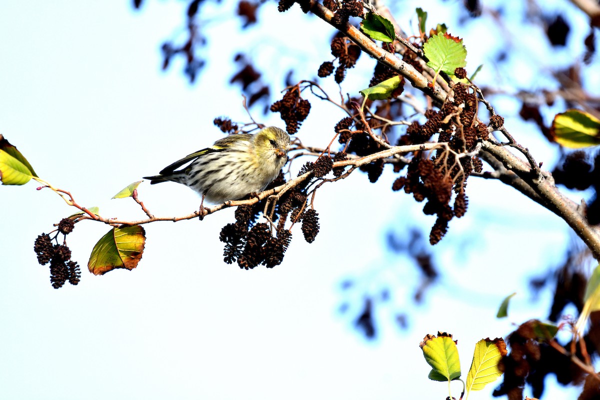 Lucherino - ML646198115