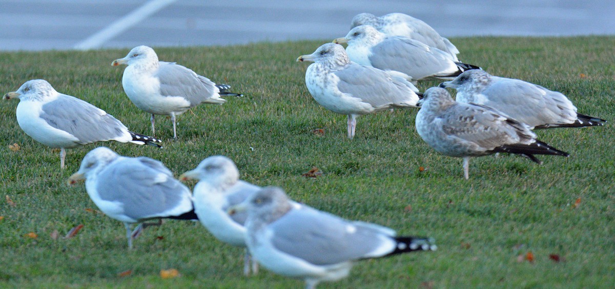 Kaio hauskara amerikarra - ML646198117