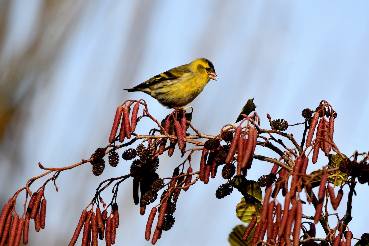 Lucherino - ML646198118